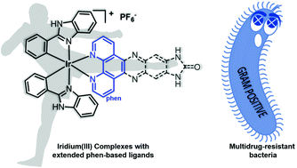 Graphical abstract: Inert cationic iridium(iii) complexes with phenanthroline-based ligands: application in antimicrobial inactivation of multidrug-resistant bacterial strains