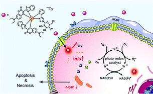 Graphical abstract: Photocatalytic glucose-appended bio-compatible Ir(iii) anticancer complexes