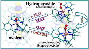 Graphical abstract: Non-heme oxoiron complexes as active intermediates in the water oxidation process with hydrogen/oxygen atom transfer reactions
