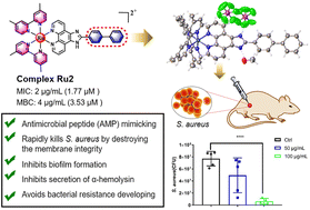 Graphical abstract: The synthesis and antibacterial activity study of ruthenium-based metallodrugs with a membrane-disruptive mechanism against Staphylococcus aureus