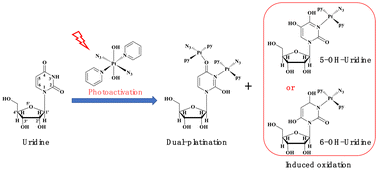 Graphical abstract: Dual-platination and induced oxidation of uridine by a photoactivatable diazido Pt(iv) anticancer prodrug