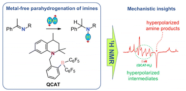 Graphical abstract: Parahydrogen-induced polarization study of imine hydrogenations mediated by a metal-free catalyst