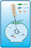 Graphical abstract: Antitumor effects of new glycoconjugated PtII agents dual-targeting GLUT1 and Pgp proteins