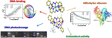 Graphical abstract: Transition metal(ii) complexes of halogenated derivatives of (E)-4-(2-(pyridin-2-ylmethylene)hydrazinyl)quinazoline: structure, antioxidant activity, DNA-binding DNA photocleavage, interaction with albumin and in silico studies