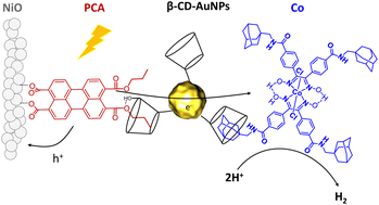 Graphical abstract: Gold nanoparticle-based supramolecular approach for dye-sensitized H2-evolving photocathodes