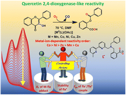 Graphical abstract: The effects of metal cofactors on the reactivity of quercetin 2,4-dioxygenase: synthetic model studies with M(ii)-complexes (M = Mn, Co, Ni, Cu, Zn) and assessment of the regulatory factors in catalytic efficacy