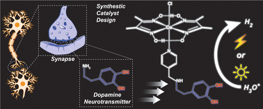 Graphical abstract: Improving the synthetic H2 production catalyst design strategy with the neurotransmitter dopamine