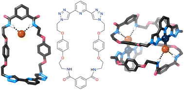 Graphical abstract: Supramolecular chemistry of two new bis(1,2,3-triazolyl)pyridine macrocycles: metal complexation, self-assembly and anion binding