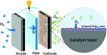 Graphical abstract: Seizing gaseous Fe2+ to densify O2-accessible Fe–N4 sites for high-performance proton exchange membrane fuel cells