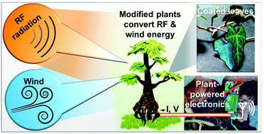 Graphical abstract: Multisource energy conversion in plants with soft epicuticular coatings