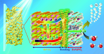 Graphical abstract: High-performance and stable BiVO4 photoanodes for solar water splitting via phosphorus–oxygen bonded FeNi catalysts