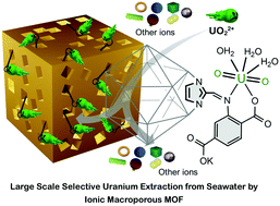 Graphical abstract: Benchmark uranium extraction from seawater using an ionic macroporous metal–organic framework