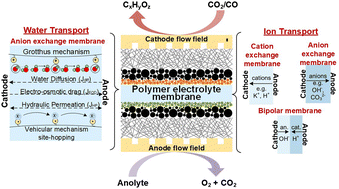 Graphical abstract: How membrane characteristics influence the performance of CO2 and CO electrolysis