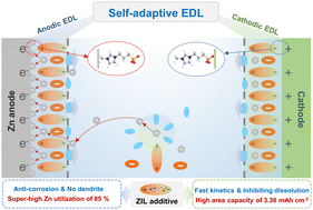 Graphical abstract: Engineering a self-adaptive electric double layer on both electrodes for high-performance zinc metal batteries