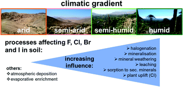 Graphical abstract: Impact of abiotic and biogeochemical processes on halogen concentrations (Cl, Br, F, I) in mineral soil along a climatic gradient