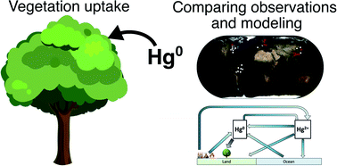Graphical abstract: Evaluating atmospheric mercury (Hg) uptake by vegetation in a chemistry-transport model