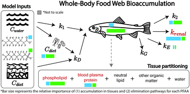 Graphical abstract: A food web bioaccumulation model for the accumulation of per- and polyfluoroalkyl substances (PFAS) in fish: how important is renal elimination?