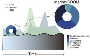 Graphical abstract: Changes in light absorption and composition of chromophoric marine-dissolved organic matter across a microbial bloom
