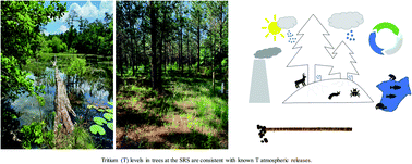 Graphical abstract: Historical record of tritium from tree cores at the Savannah River Site
