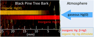 Graphical abstract: Pinus nigra bark from a mercury mining district studied with high resolution XANES spectroscopy