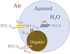 Graphical abstract: Exploring controls on perfluorocarboxylic acid (PFCA) gas–particle partitioning using a model with observational constraints