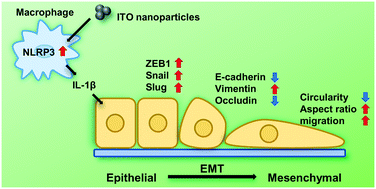 Graphical abstract: Interleukin-1β released from macrophages stimulated with indium tin oxide nanoparticles induces epithelial-mesenchymal transition in A549 cells