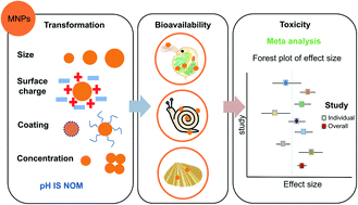 Graphical abstract: Emerging investigator series: metal nanoparticles in freshwater: transformation, bioavailability and effects on invertebrates