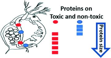 Graphical abstract: Protein binding on acutely toxic and non-toxic polystyrene nanoparticles during filtration by Daphnia magna