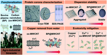 Graphical abstract: Functionalization of carbon nanotubes with bovine plasma biowaste by forming a protein corona enhances copper removal from water and ecotoxicity mitigation