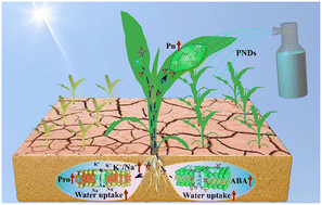 Graphical abstract: Physiological and molecular level understanding of advanced carbon dots to enhance maize drought tolerance: modulation of photosynthesis and signaling molecules