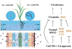 Graphical abstract: Copper oxide nanoparticles alleviate cadmium toxicity in cereal crops