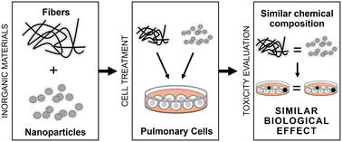 Graphical abstract: Ceramic fibers do not exhibit larger toxicity in pulmonary epithelial cells than nanoparticles of the same chemical composition