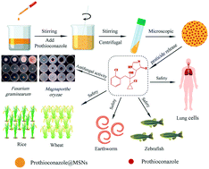 Graphical abstract: Synthesis, antifungal evaluation, and safety assessment of mesoporous silica nanoparticles loaded with prothioconazole against crop pathogens