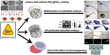Graphical abstract: The UV-B protective effect of a SiO2 doped TiO2 thin film regulates pitx3 and sparc expression during embryonic development of zebrafish