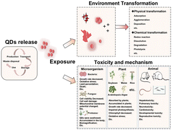 Graphical abstract: New insights into the safety assessment of quantum dots: potential release pathways, environmental transformations, and health risks