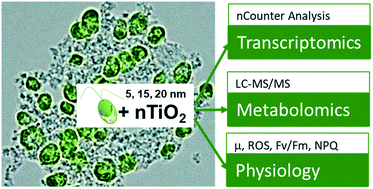 Graphical abstract: Metabolic alterations in alga Chlamydomonas reinhardtii exposed to nTiO2 materials