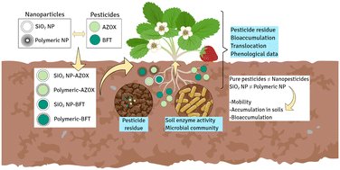 Graphical abstract: Field evaluation of the potential effects of polymer and silica-based nanopesticides on strawberries and agricultural soils
