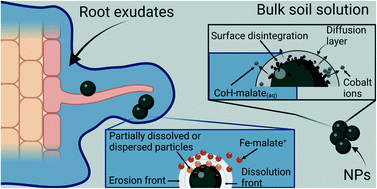 Graphical abstract: Dissolution kinetics of citrate coated CoFe2O4 nanoparticles in soil solution