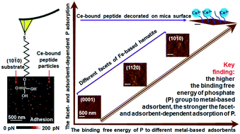 Graphical abstract: Molecular-scale determination of facet- and adsorbent-dependent phosphate adsorption by metal-based adsorbents