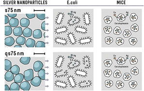 Graphical abstract: Shape-dependent biological activity of spherical and quasi-spherical silver nanoparticles in E. coli, A549 cells and mice