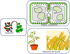 Graphical abstract: Nanomaterials for enhancing photosynthesis: interaction with plant photosystems and scope of nanobionics in agriculture