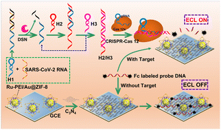 Graphical abstract: CRISPR/Cas12a-mediated electrochemiluminescence platform for environmental and human serum SARS-CoV-2 RNA monitoring using a self-enhanced ruthenium complex linked to zeolitic imidazole framework-8