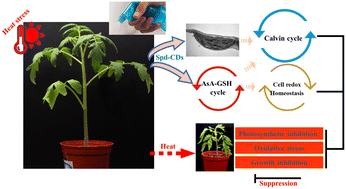 Graphical abstract: Spermidine carbon dots enhance thermotolerance by modulating photosynthesis and cellular redox homeostasis in tomato