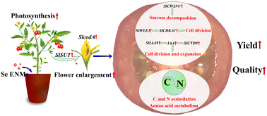 Graphical abstract: Selenium nanomaterials induce flower enlargement and improve the nutritional quality of cherry tomatoes: pot and field experiments