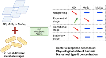 Graphical abstract: Effect of bacterial growth stage on the response to two-dimensional nanomaterials