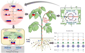 Graphical abstract: Molecular mechanisms of CeO2 nanomaterials improving tomato yield, fruit quality, and postharvest storage performance
