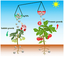 Graphical abstract: Biological effects of AgNPs on crop plants: environmental implications and agricultural applications