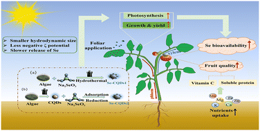 Graphical abstract: Novel selenium-doped carbon quantum dots derived from algae effectively enhanced the delivery and accumulation of selenium in tomato plants (Lycopersicum esculentum) via foliar application
