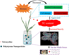 Graphical abstract: Response of wheat (Triticum aestivum L. cv.) seedlings to combined effects of polystyrene nanoparticles and tetracycline