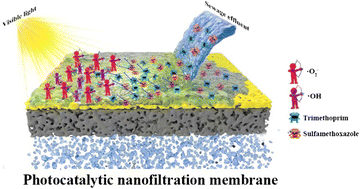 Graphical abstract: Synchronous removal of antibiotics in sewage effluents by surface-anchored photocatalytic nanofiltration membrane in a continuous dynamic process